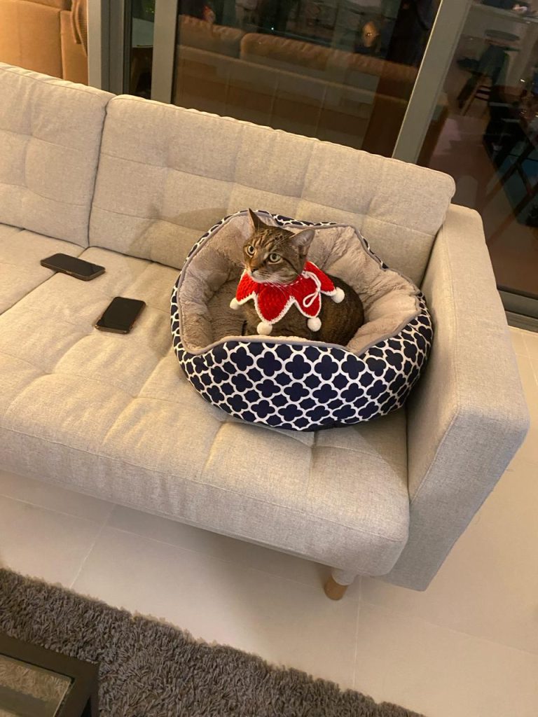 picture of cat relaxing and taking it easy