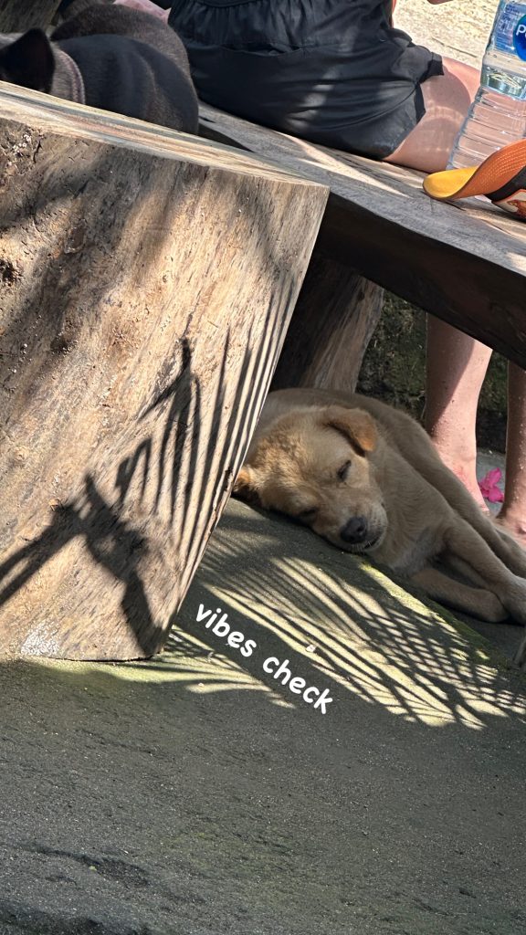 beach dog chilling in Bali