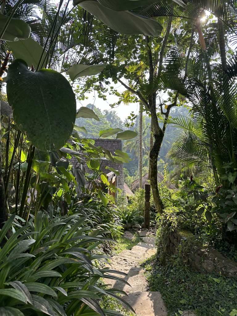 Ubud lush jungle