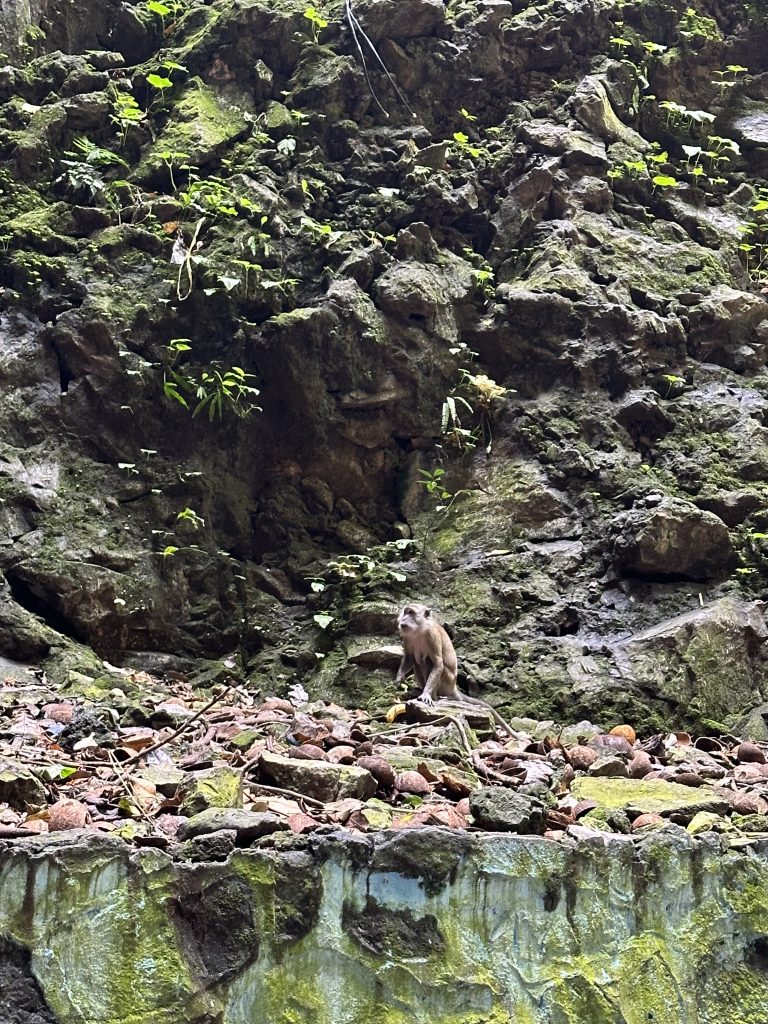 batu_caves_monkey_colony
