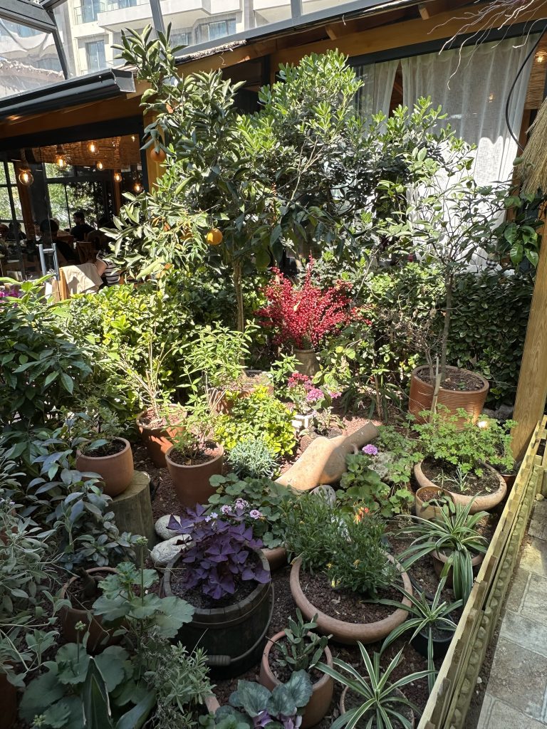 The beautiful garden at Mr Simone