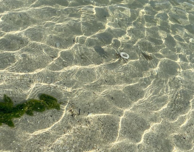 picture of calm water beach